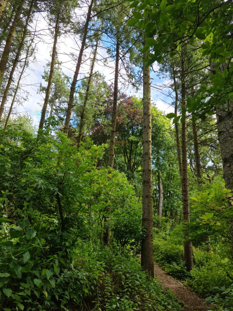 Lancaster campus trees.