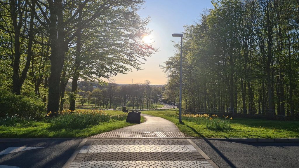 A tree lined Zebra crossing on campus in the sun.