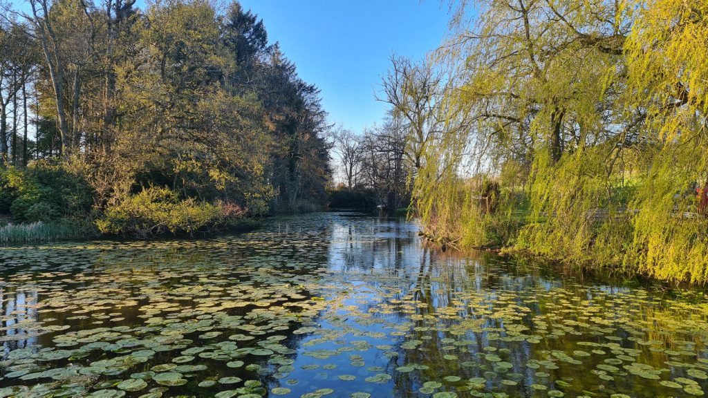 Lily pads on Lake Carter in the sunshine.