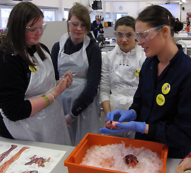 Pupils from Dallam School learn about the inner workings of the heart in a Biological Sciences workshop