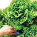 Optimisation of productivity and resource use efficiency in vertical farming