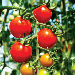 Optimising nutrient use efficiency in crop production