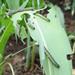 Latest African and Fall Armyworm Forecast from IRLCO-CSA - 4th Apr 2018