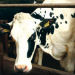 Lune Valley Dairy Farm: Developing Dairy Products For China