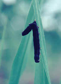 SpexNPV-infected armyworm larvae on pasture