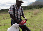 Harvesting infected armyworms