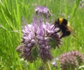 Beneficial to bees