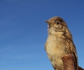 Farmland Birds