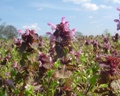 flowering season