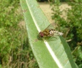 Hoverflies