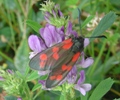 Invertebrate