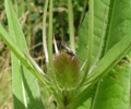 parasitoids
