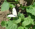 Associated pests