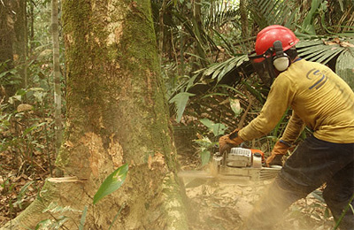 Human impact on Amazon rainforestImage courtesy of Luke Parry