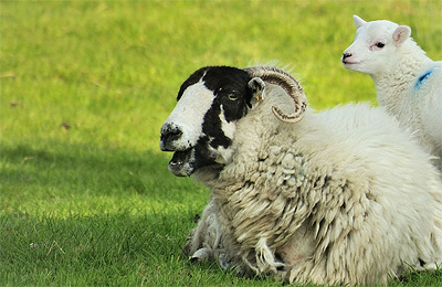 Grassland DestabilisedGrazing sheep