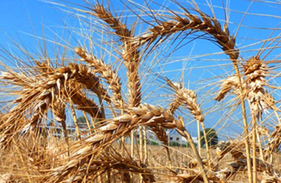 Soil BiodiversitySoil Biodiversity