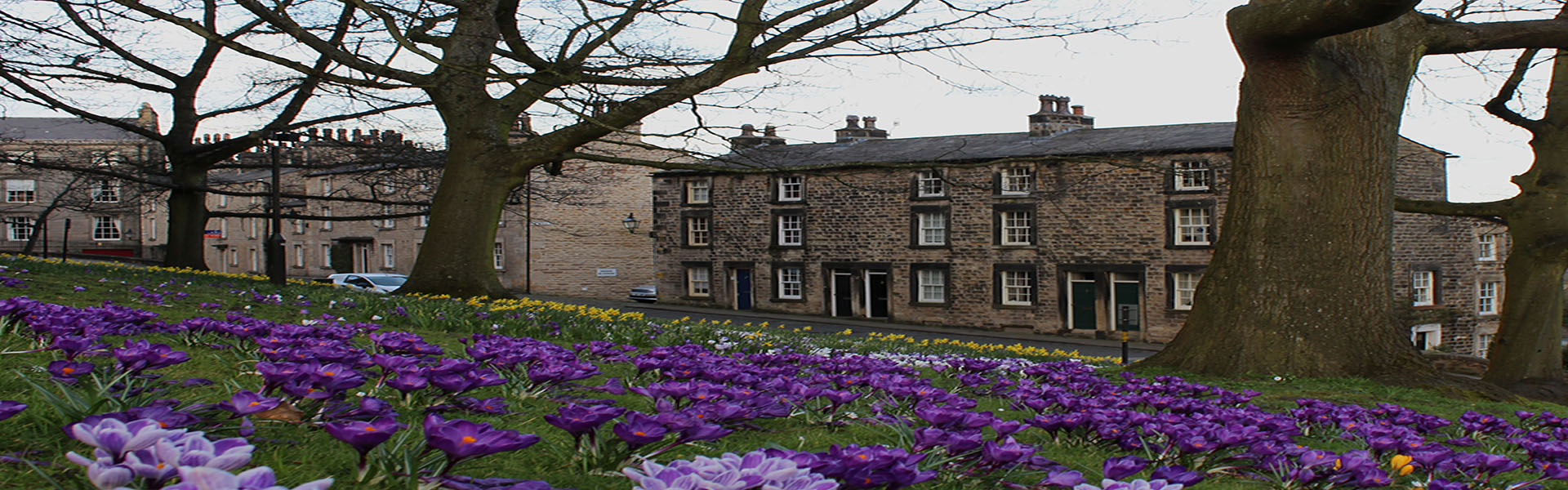 Purple flowers at the castle