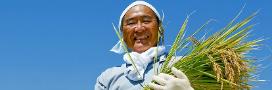 Masthead - Farmer with rice plants