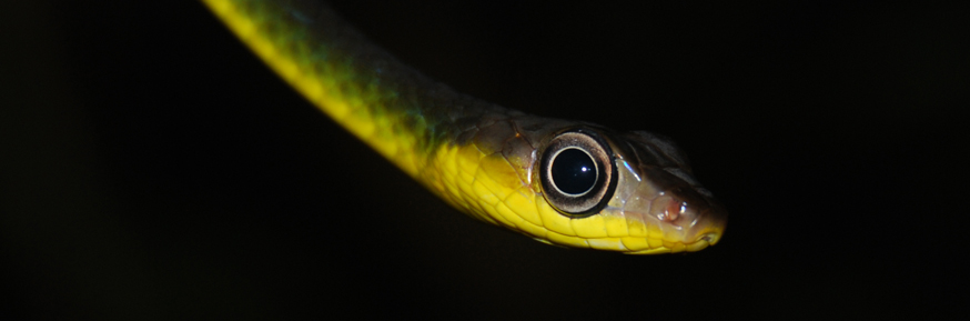Amazonian snake