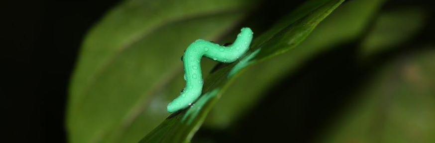 Imitation caterpillar