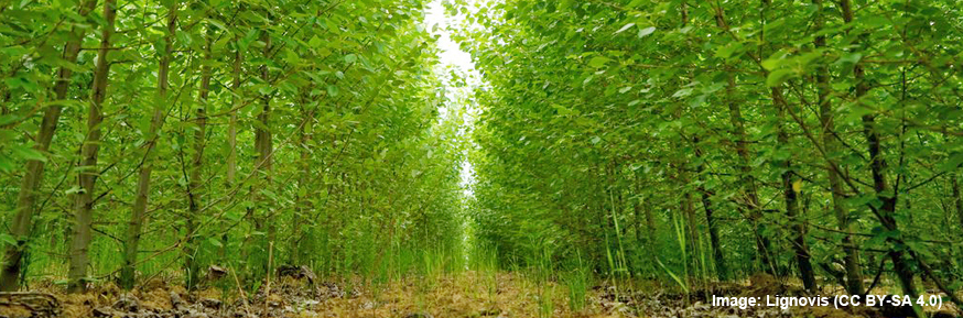 Poplar trees used in Greenhouse Gas Removal technologies