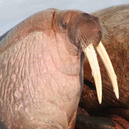 Marine mammals