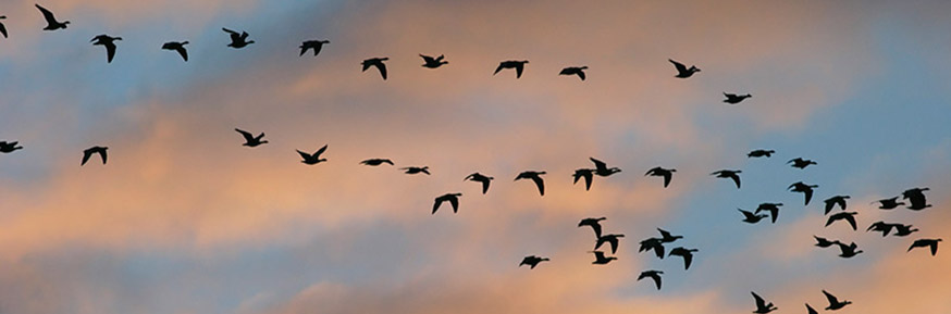 Pink-footed geese in flight