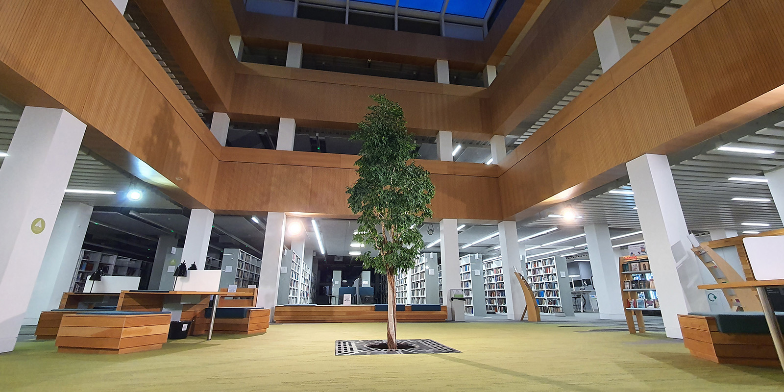 Lancaster University library foyer with the living tree in the centre.