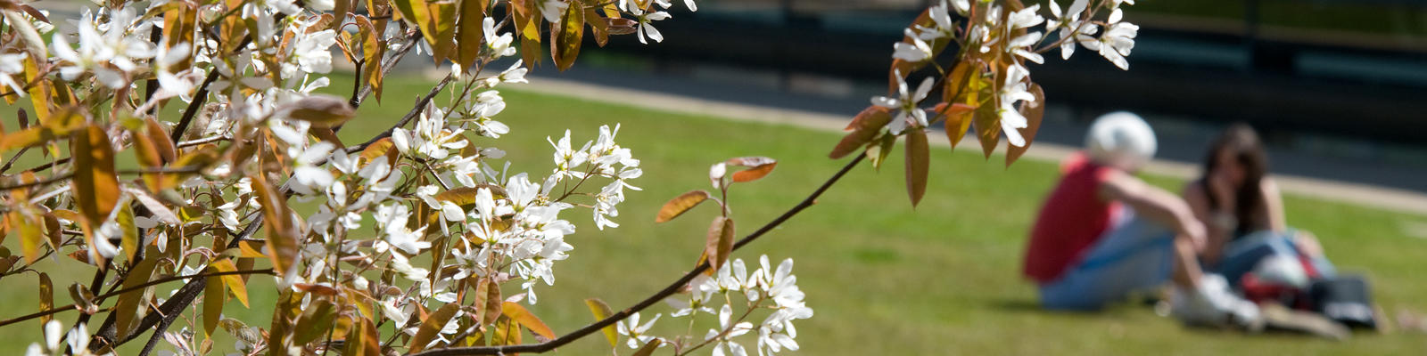 Shrub in flower in the foreground; behind, Students chatting on the grass.