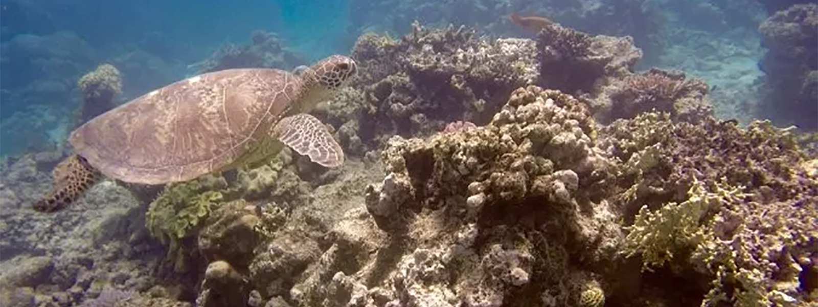 Turtle swimming on coral reef