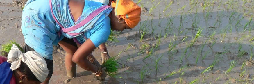 Woman in paddy field - image courtesy of rajkumar1220 on Flickr