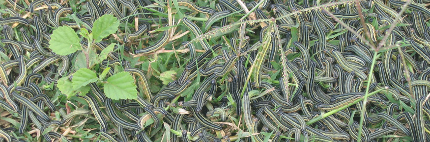 An outbreak of armyworms in Tanzania; courtesy of Wilfred Mushobozi
