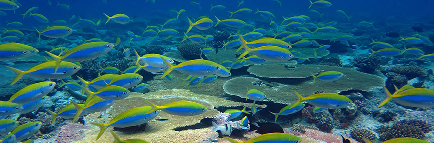 Chagos Coral Reef, image courtesy of Professor Nick Graham