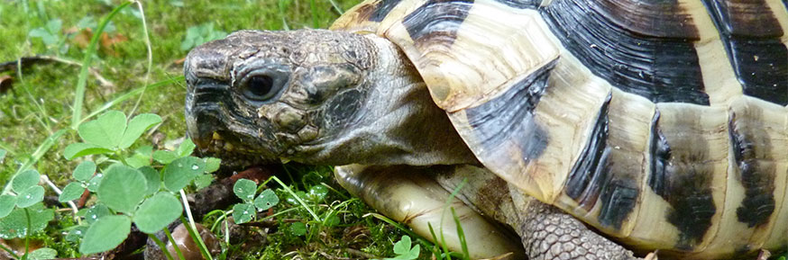 Testudo hermanni (Hermann's Tortoise) – the trading of tortoises as pets has contributed to the spread of infectious diseases. Provided by the University of Liège.