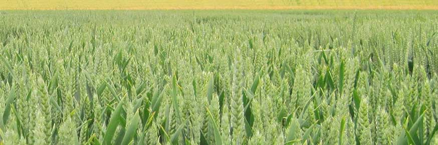 A Wheat Field