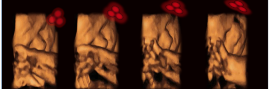 4D ultrasound of a fetus tracking the stimulus.
Credit: Kirsty Dunn & Vincent Reid Lancaster University
