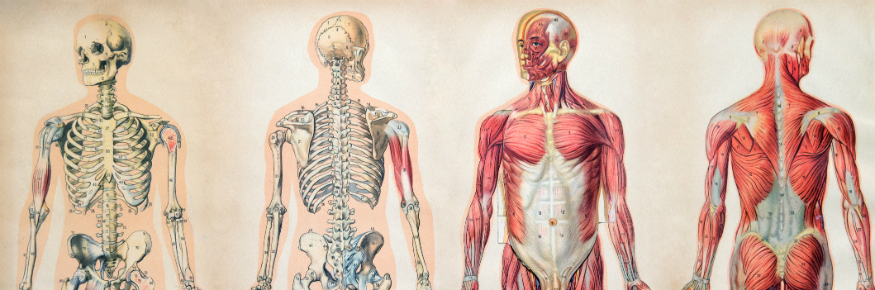 A vintage anatomical chart