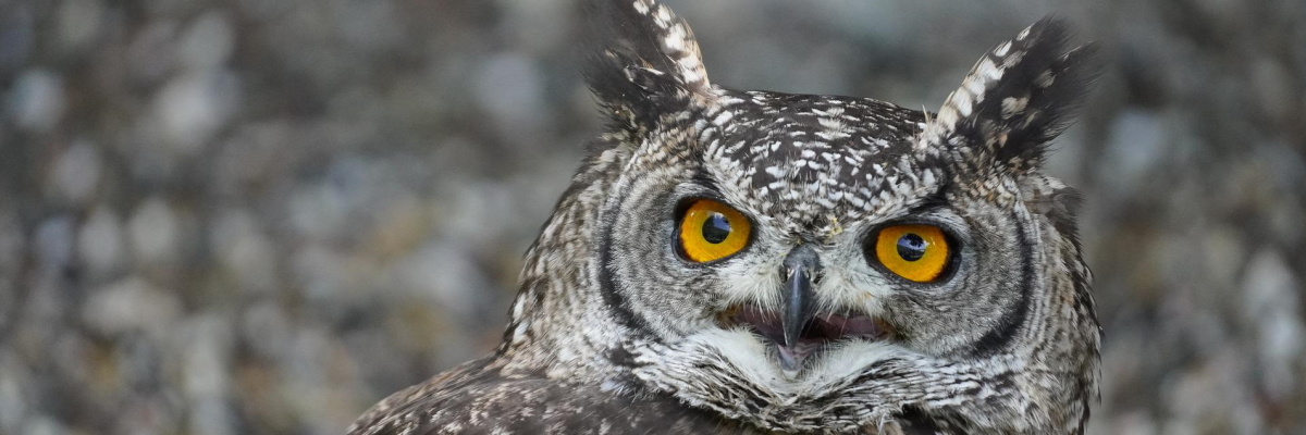 A close up of the face of Eurasian eagle-owl, with orange eyes