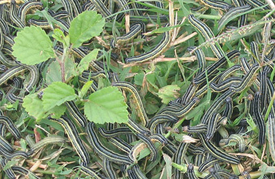 New website on African crop pestArmyworms in Tanzania; courtesy of Wilfred Mushobozi