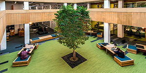 The tree in Lancaster University library