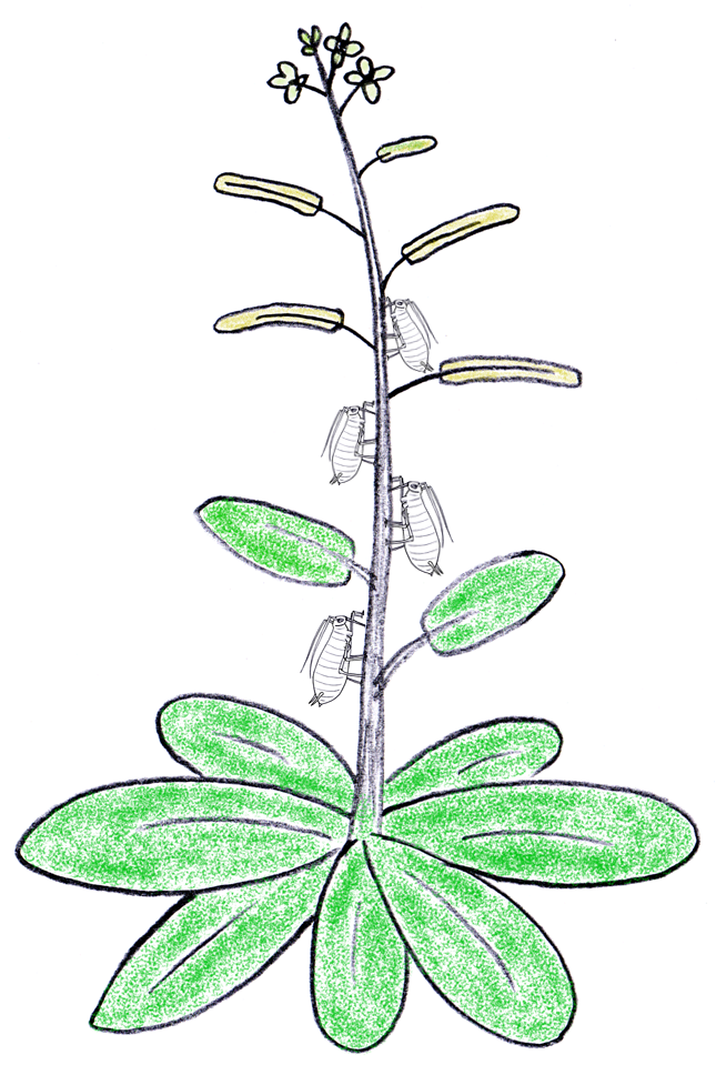 Arabidopsis with aphids
