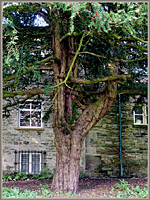 Yew Tree, Sedbergh Churchyard