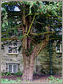 Yew tree, St Andrew's, Sedbergh