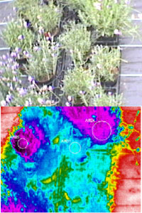 Thermal images revealing hot spots on Lavender crops