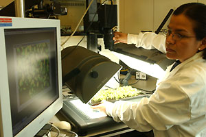 LEC scientist assessing effects of drought stress on young seedlings