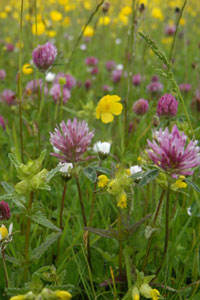 Meadow plants