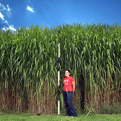 Miscanthus - a large perennial grass with potential for use in energy production