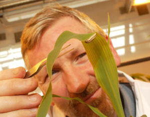 Lancaster University Scientist Dr Kenneth Wilson investigating the African Armyworm virus