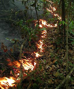 Understorey fire burns a forest reserve in the Brazilian Amazon