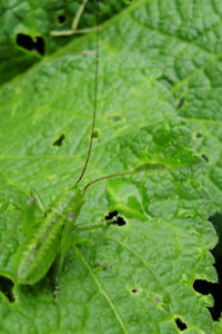 Attacks by aphids and other pests were significantly reduced in trials